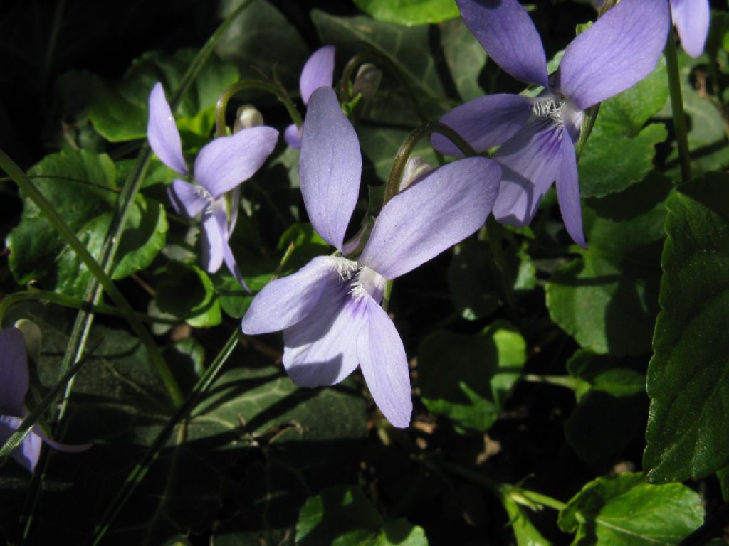 Viola riviniana