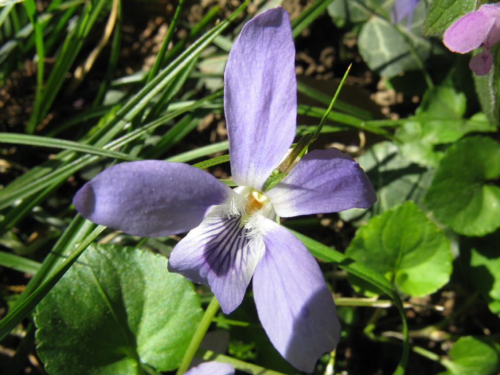 Viola riviniana