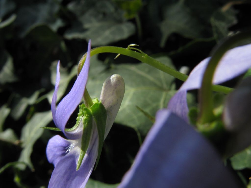 Viola riviniana