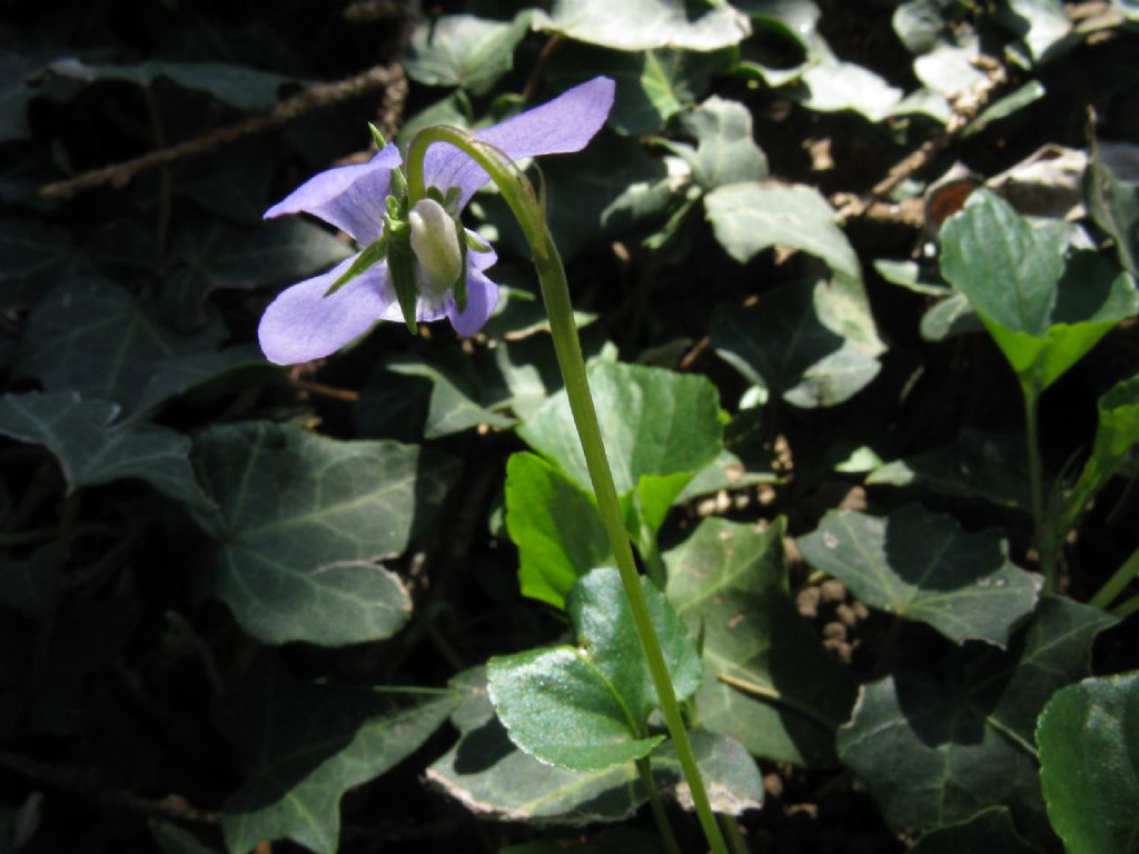 Viola riviniana