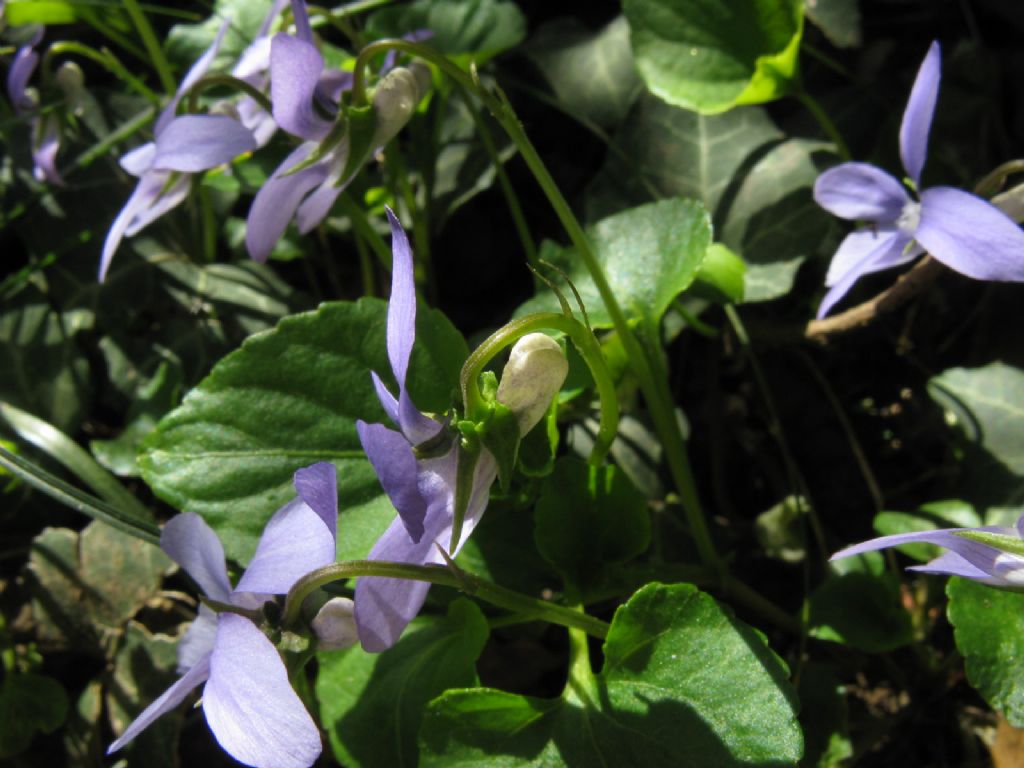 Viola riviniana