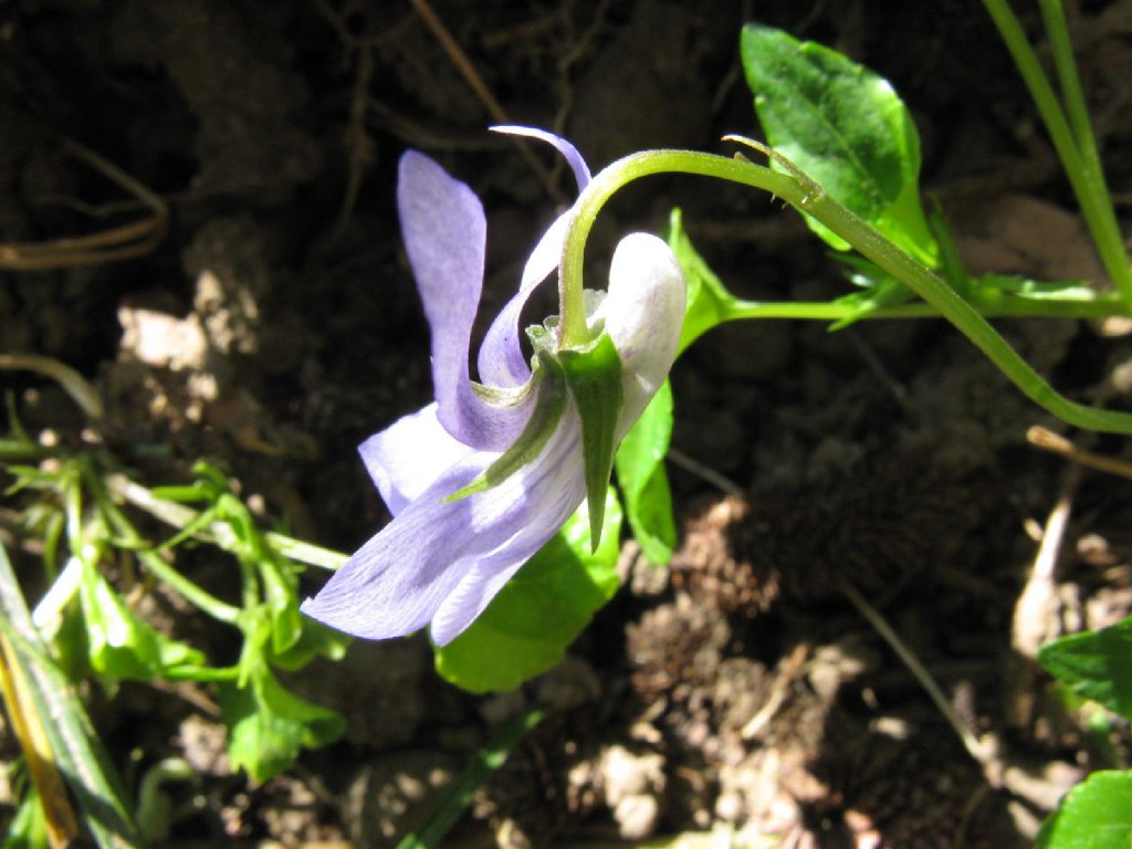 Viola riviniana