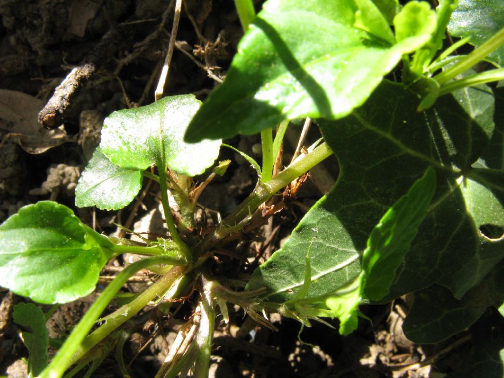 Viola riviniana