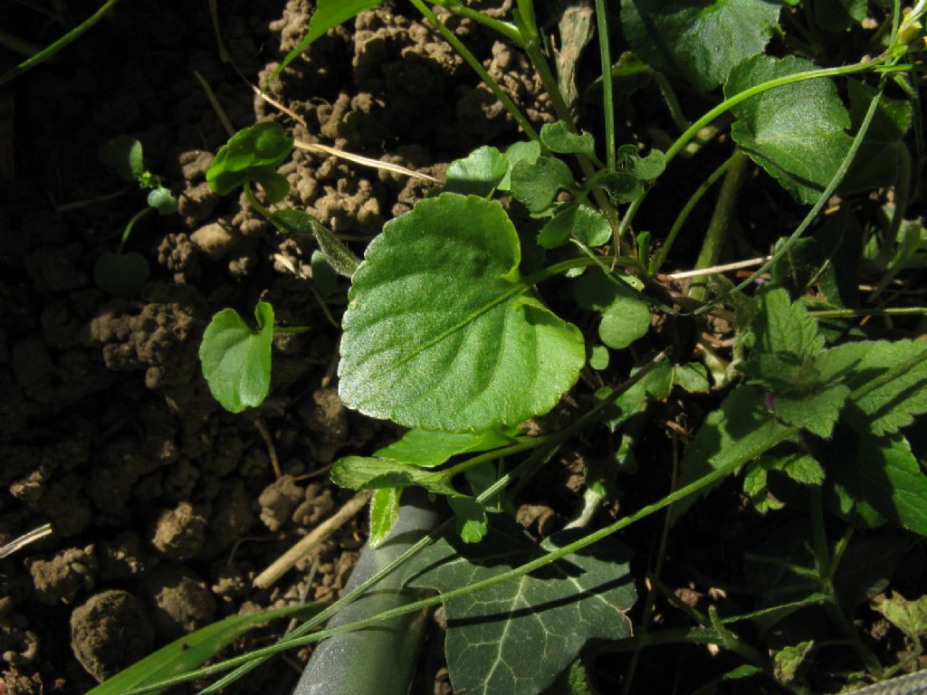 Viola riviniana