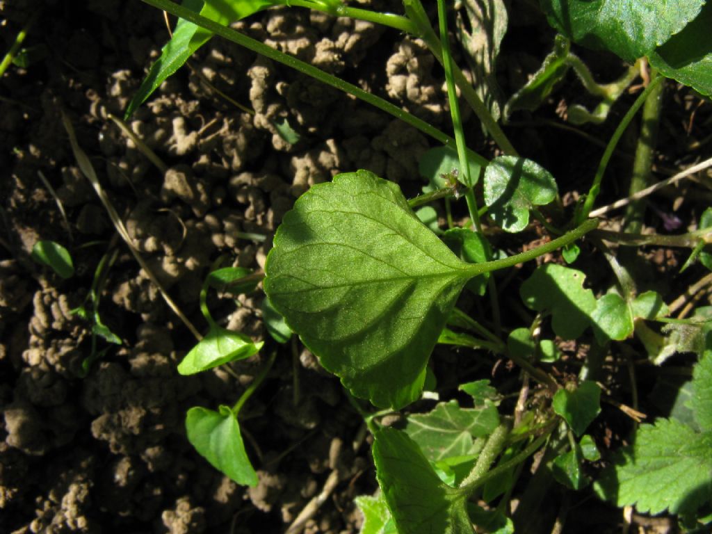 Viola riviniana