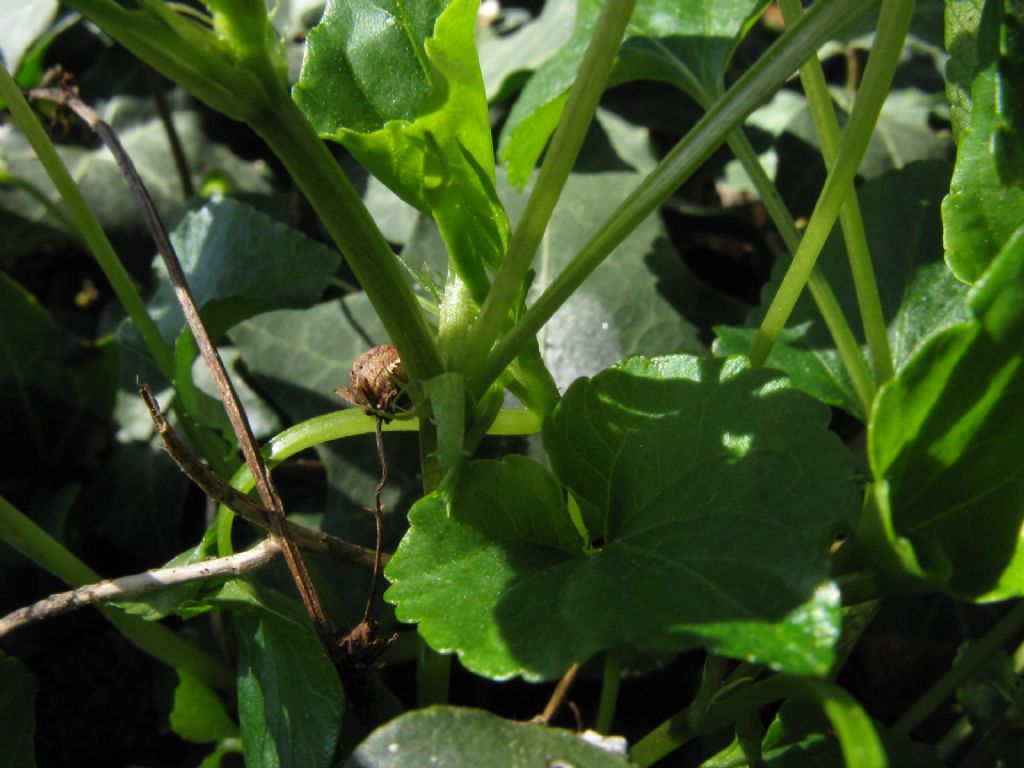 Viola riviniana