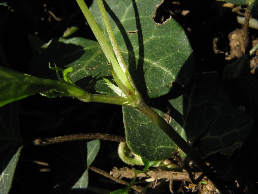 Viola riviniana