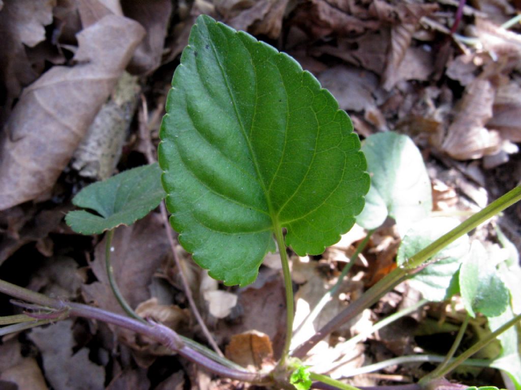 Viola reichenbachiana.