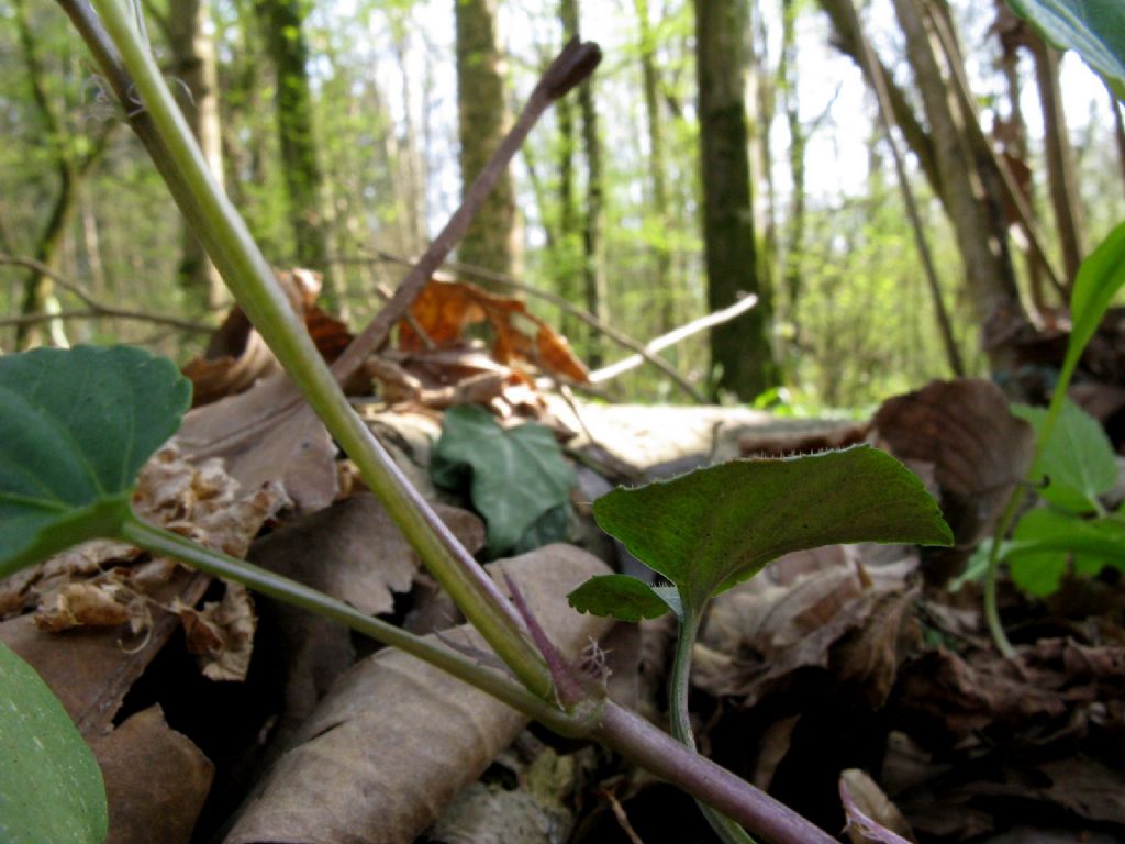 Viola reichenbachiana.