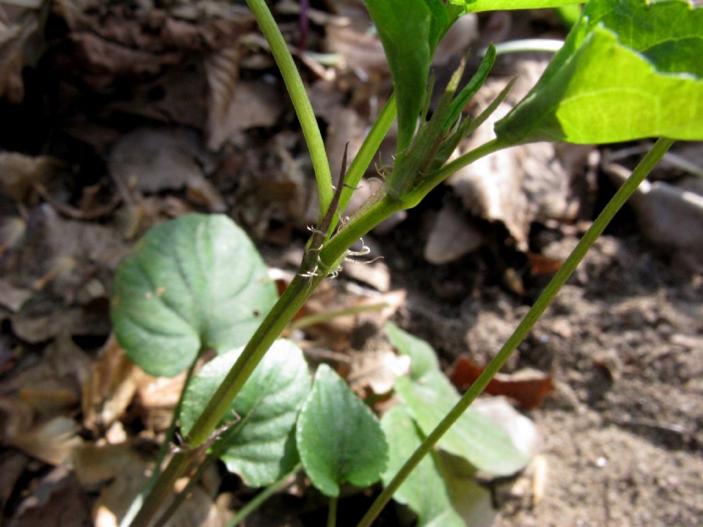 Viola reichenbachiana.