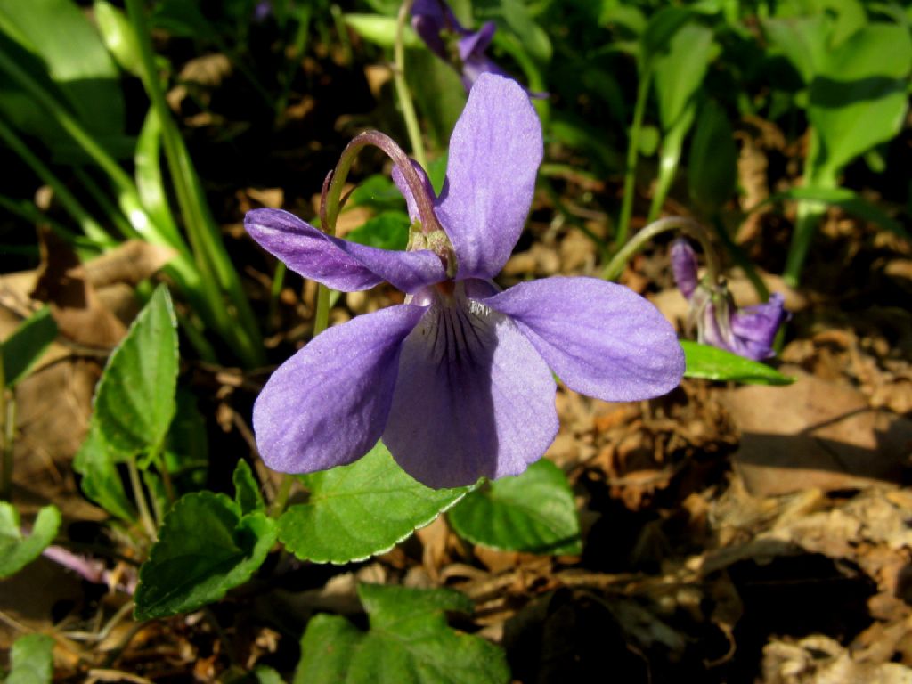 Viola reichenbachiana.