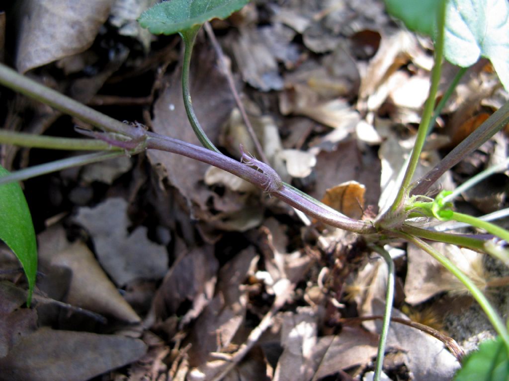 Viola reichenbachiana.