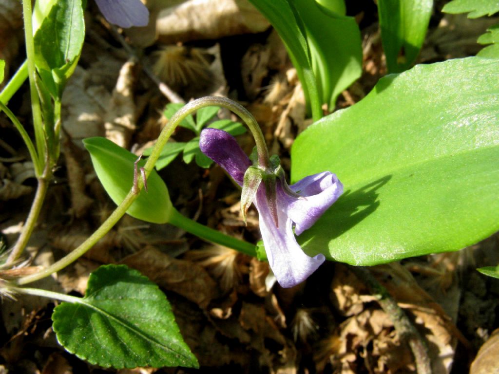 Viola reichenbachiana.