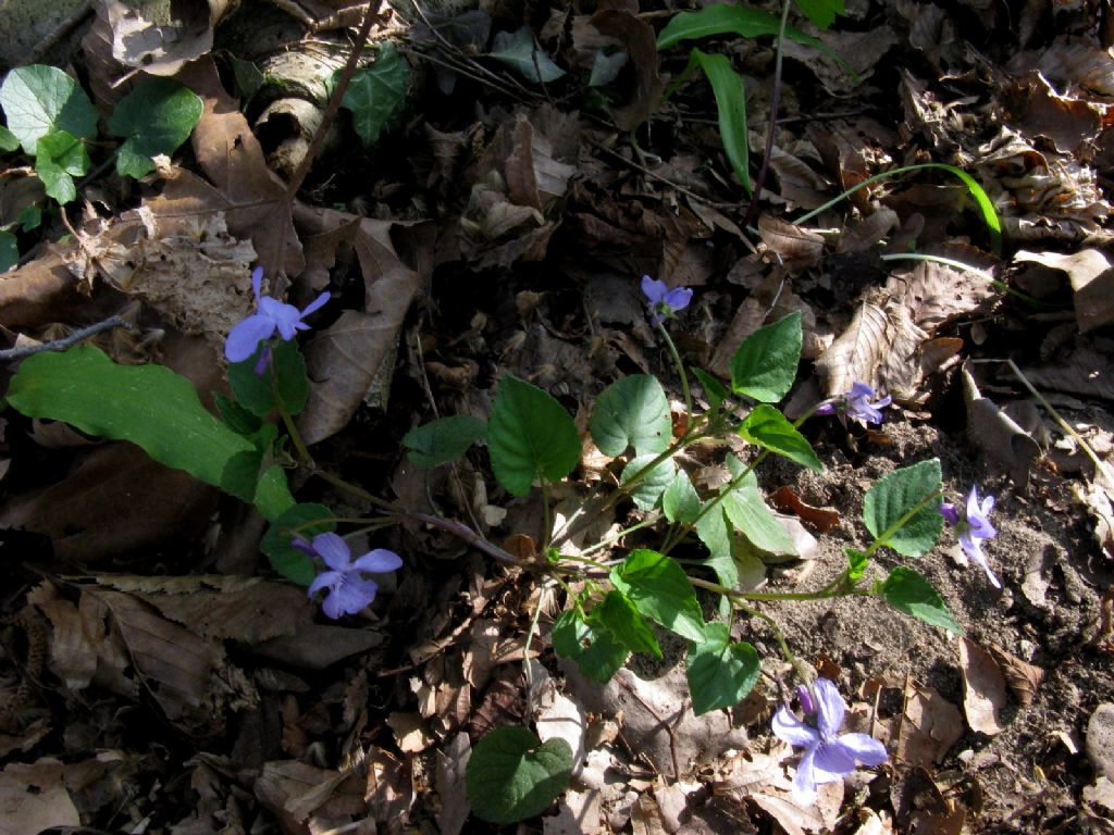 Viola reichenbachiana.