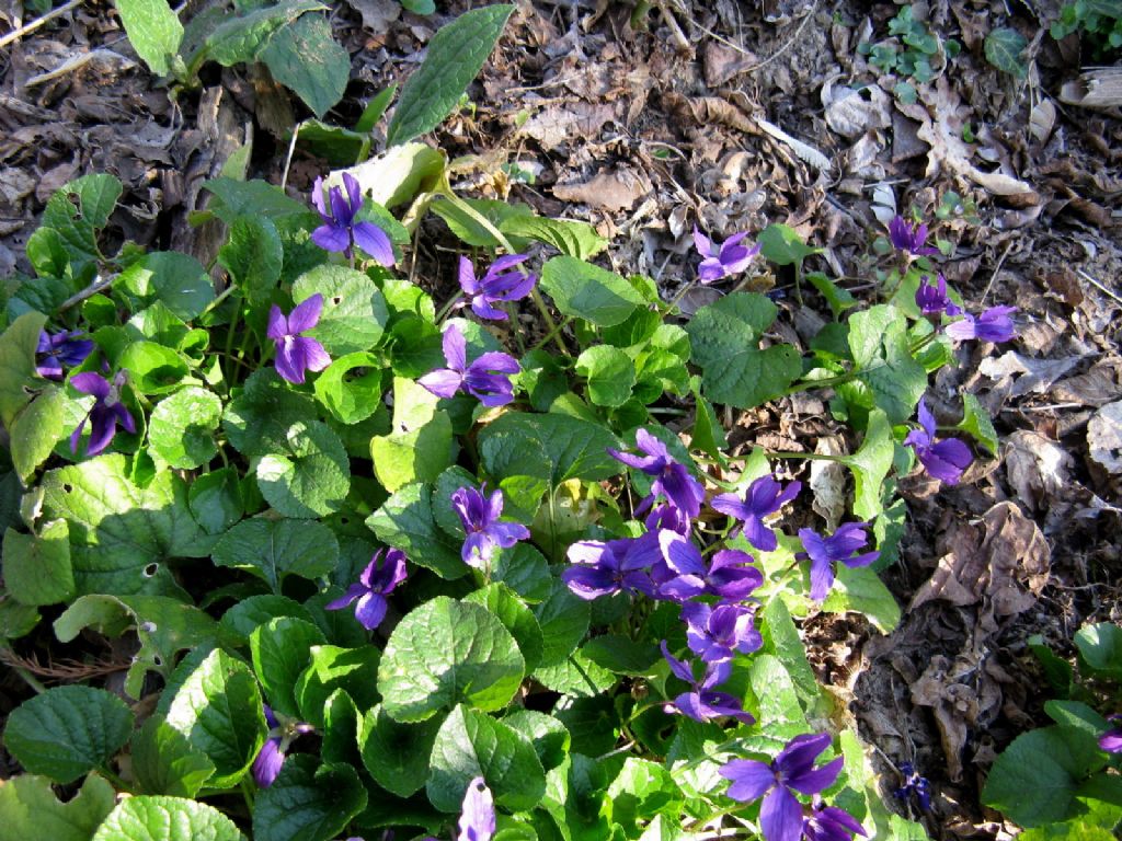 Viola odorata