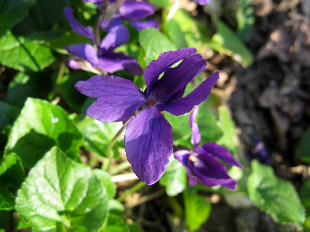 Viola odorata