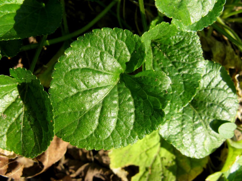 Viola odorata