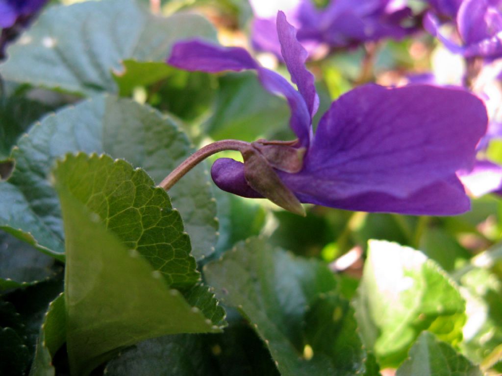 Viola odorata