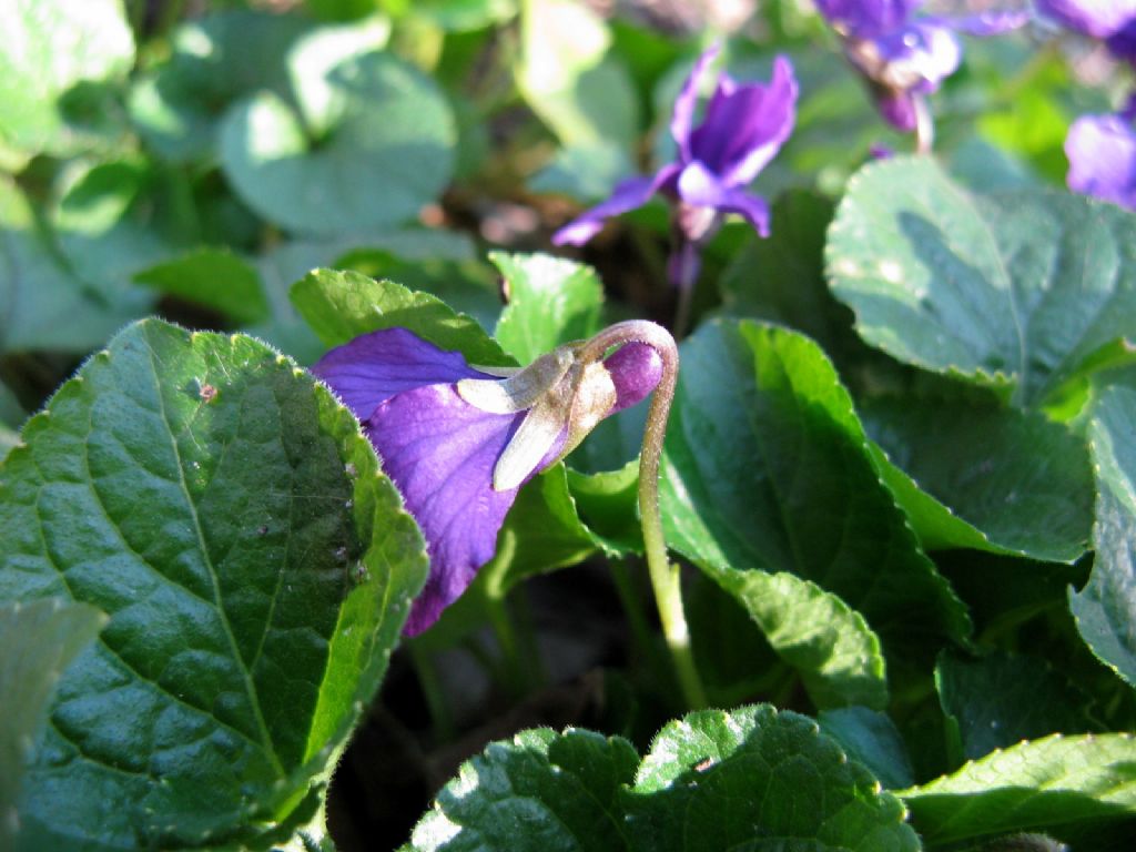 Viola odorata