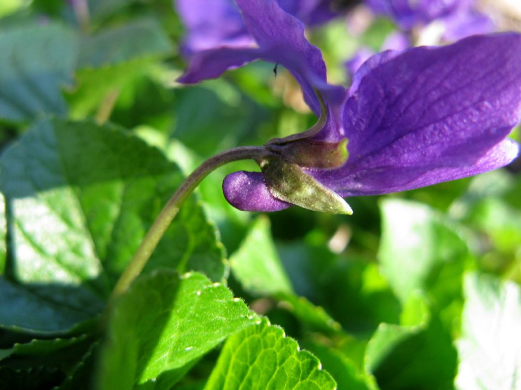 Viola odorata