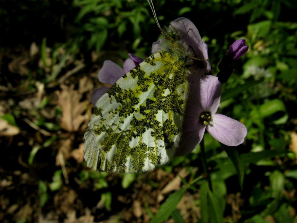 Anthocharis cardamines