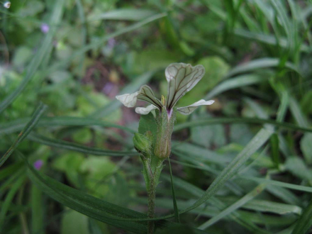 Eruca sativa o vesicaria ssp. sativa?