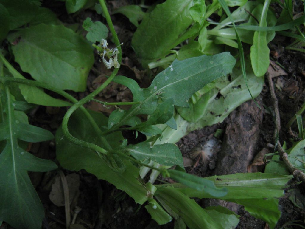 Eruca sativa o vesicaria ssp. sativa?