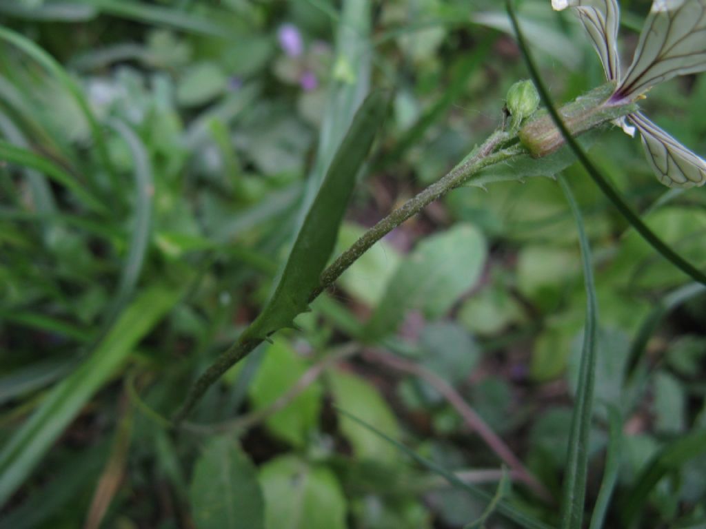 Eruca sativa o vesicaria ssp. sativa?