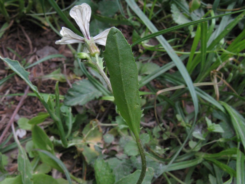 Eruca sativa o vesicaria ssp. sativa?