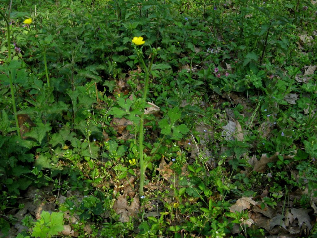 Ranuncolo alto:  Ranunculus lanuginosus