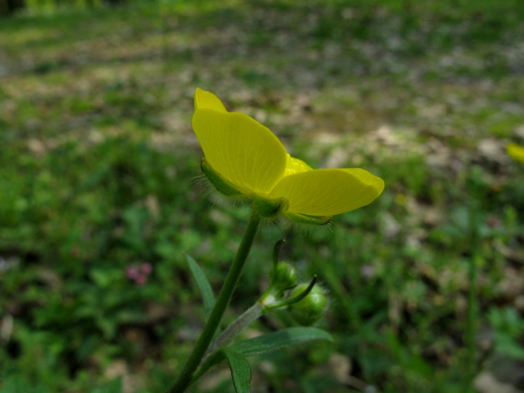 Ranuncolo alto:  Ranunculus lanuginosus