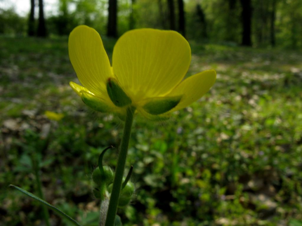 Ranuncolo alto:  Ranunculus lanuginosus