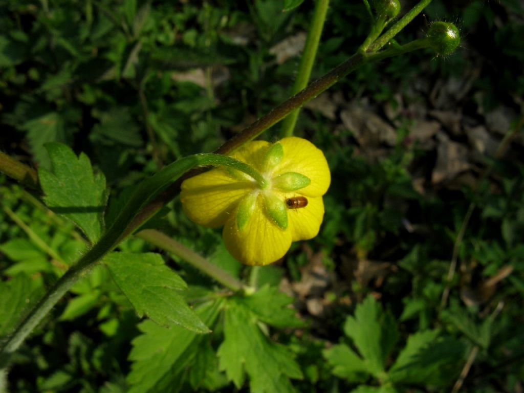 Ranuncolo alto:  Ranunculus lanuginosus