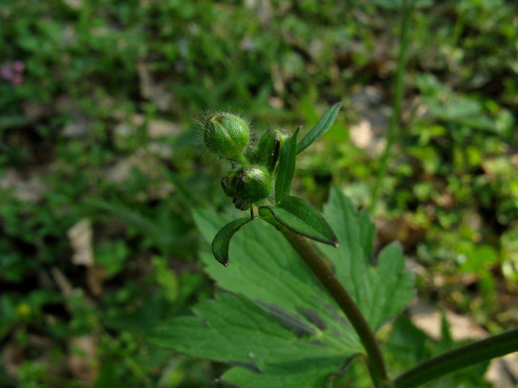 Ranuncolo alto:  Ranunculus lanuginosus