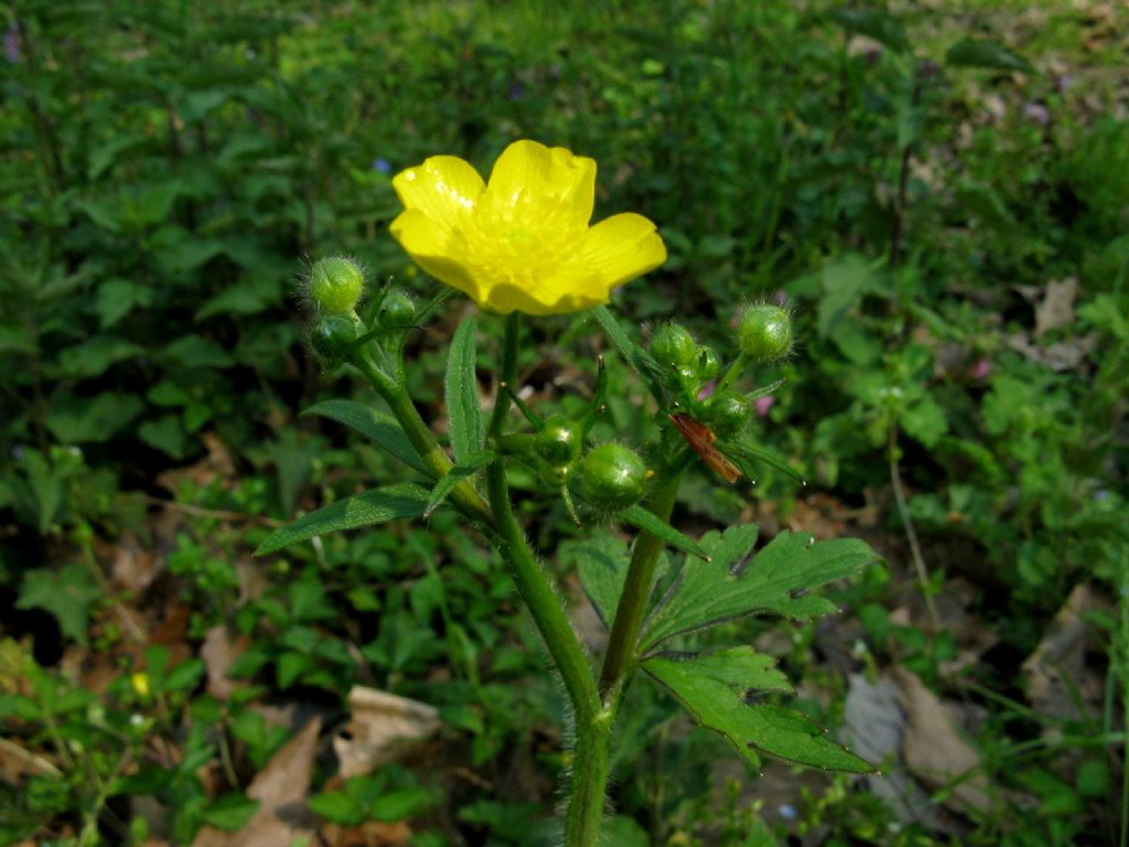 Ranuncolo alto:  Ranunculus lanuginosus