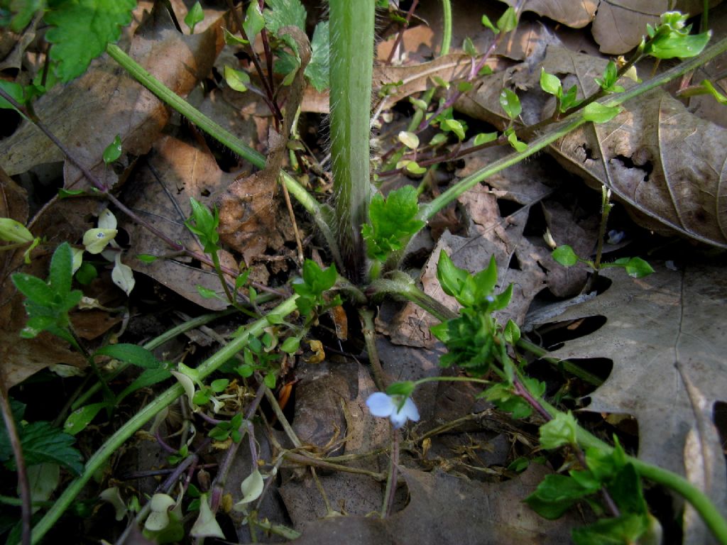 Ranuncolo alto:  Ranunculus lanuginosus