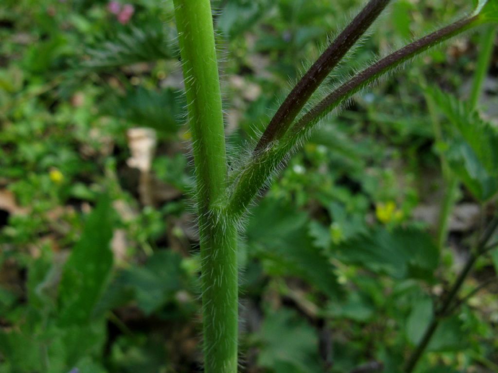 Ranuncolo alto:  Ranunculus lanuginosus