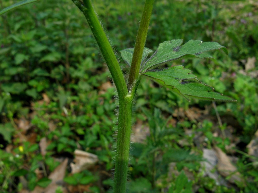 Ranuncolo alto:  Ranunculus lanuginosus