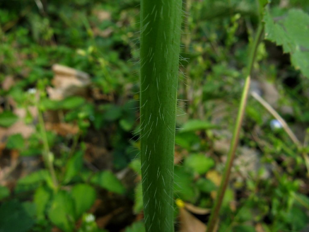 Ranuncolo alto:  Ranunculus lanuginosus