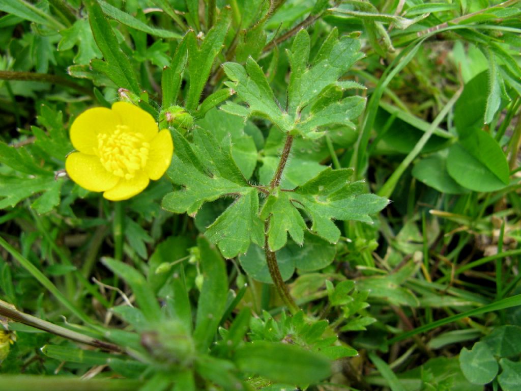 Ranuncolo basso da ident.