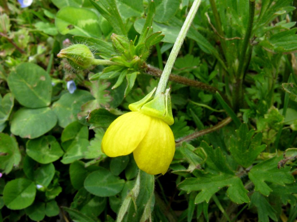 Ranuncolo basso da ident.