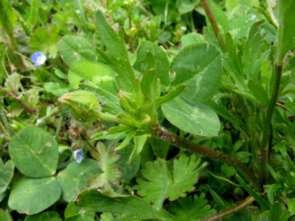 Ranuncolo basso da ident.