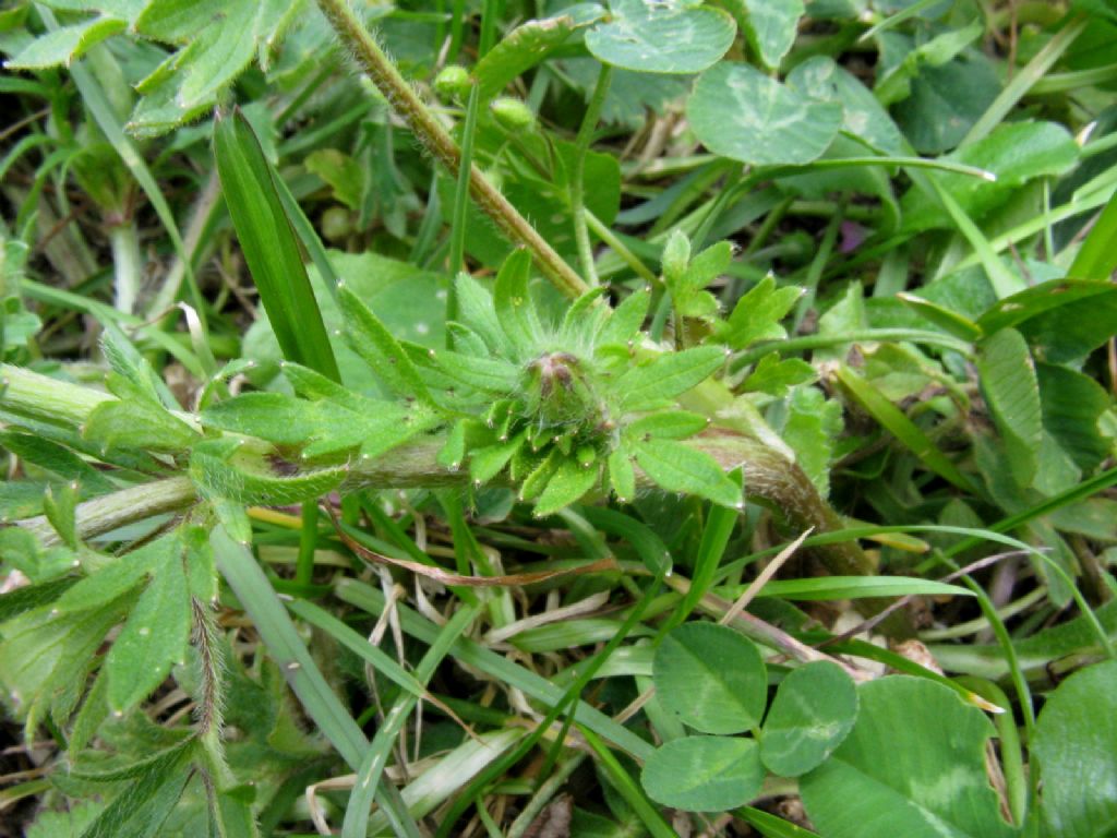 Ranuncolo basso da ident.