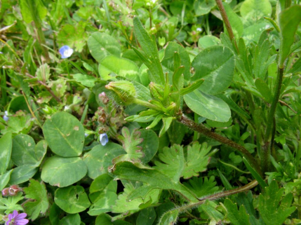 Ranuncolo basso da ident.