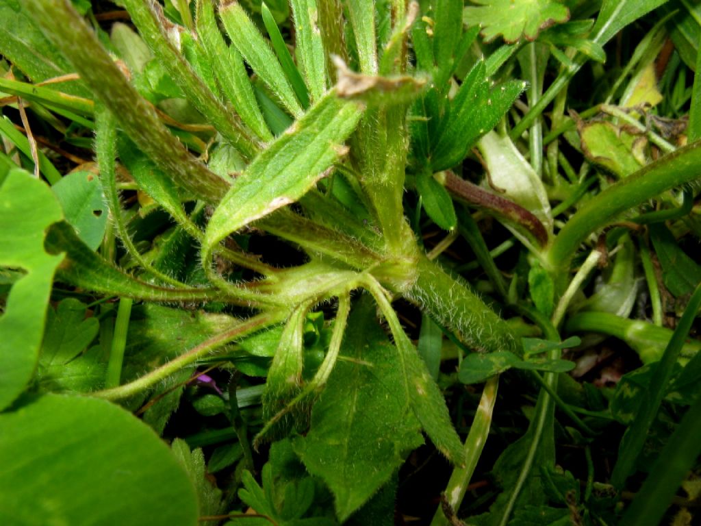 Ranuncolo basso da ident.