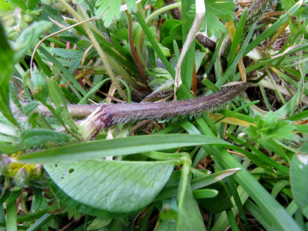 Ranuncolo basso da ident.