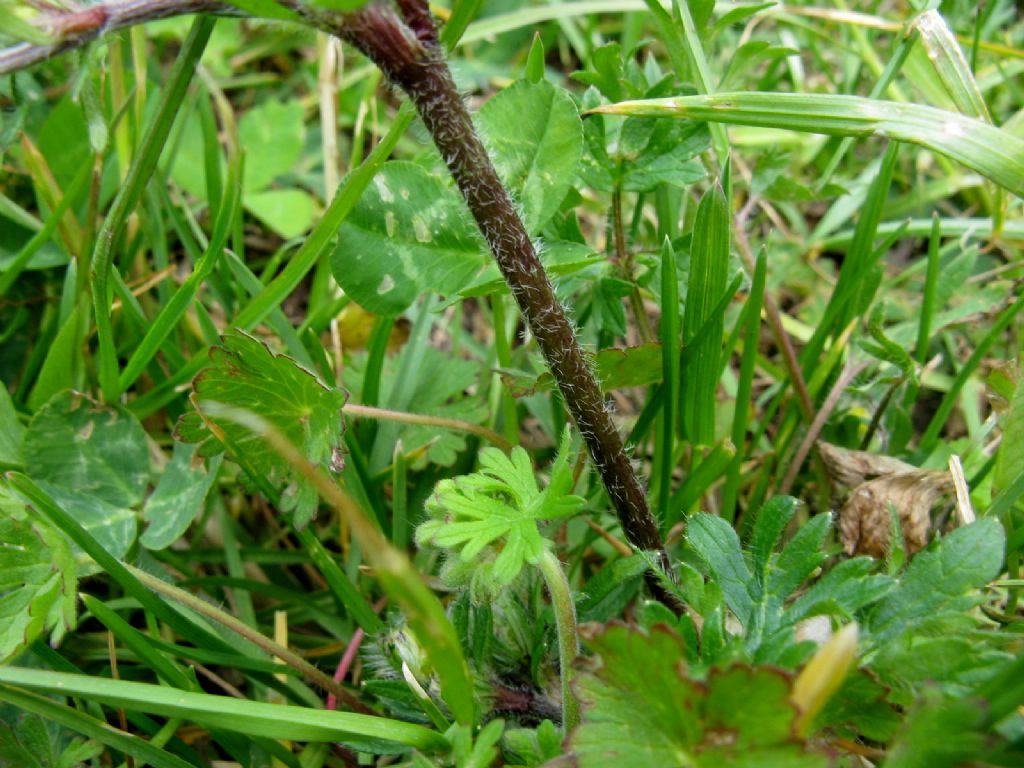 Ranuncolo basso da ident.