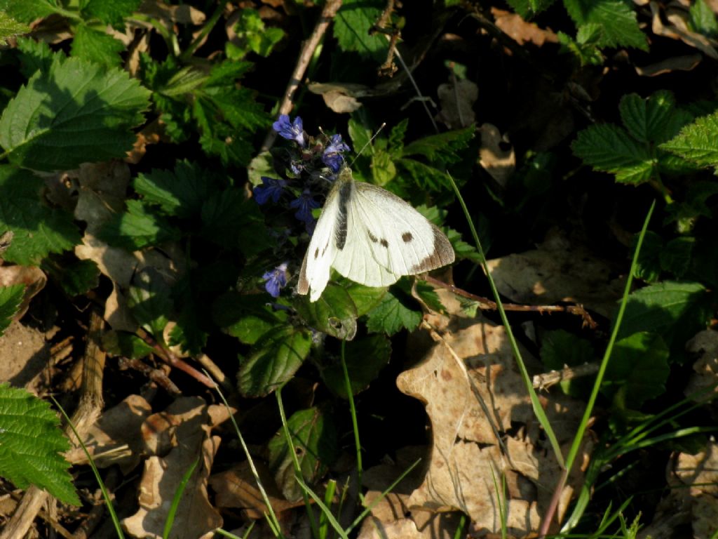 Pieris brassicae femmina? S