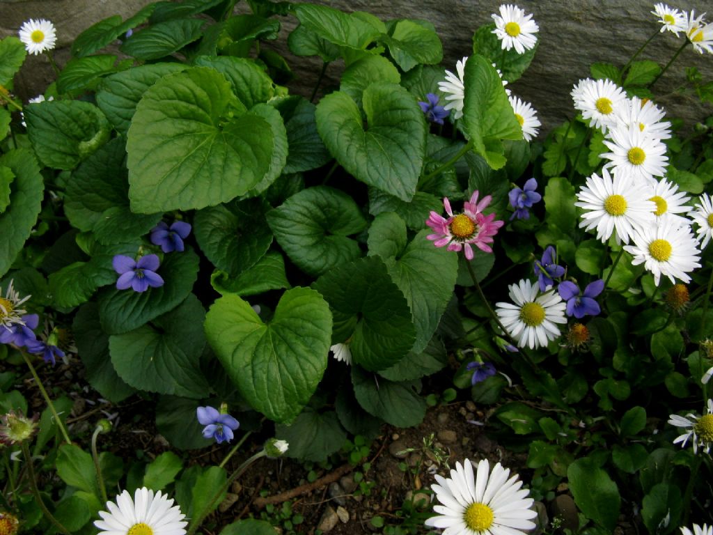 Viola riviniana? Viola sororia (ex cucullata)