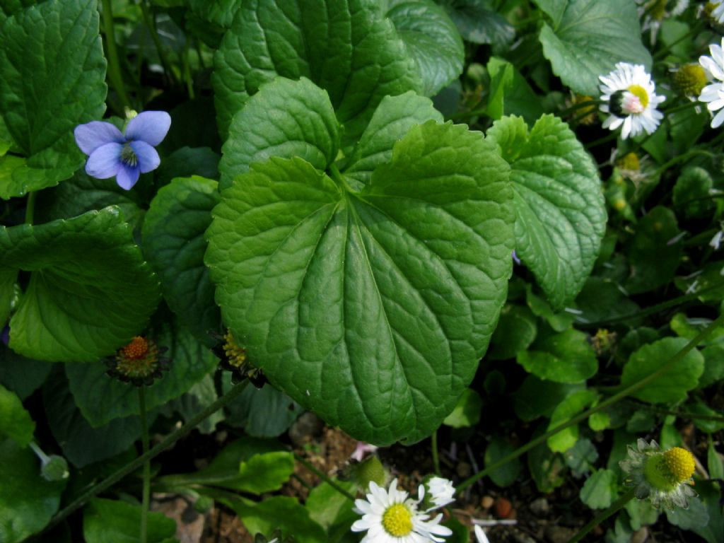 Viola riviniana? Viola sororia (ex cucullata)